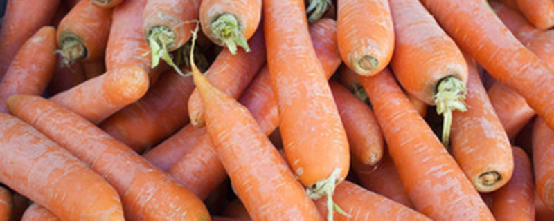 胡萝卜头种土里能长出萝卜吗