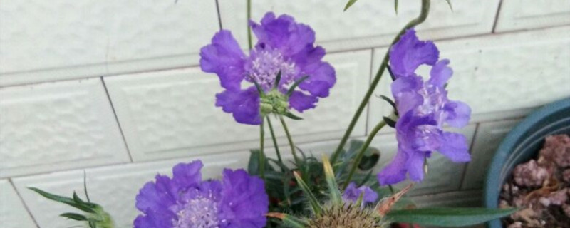 蓝盆花是多年生吗
