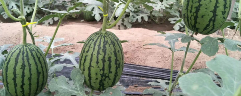 西瓜子在家怎么种