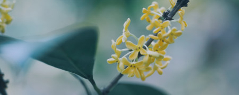 桂花树种子什么时候播种