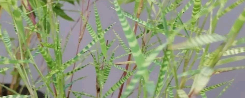 虎斑竹的养殖方法