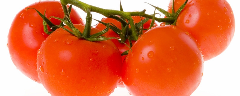 番茄种子育苗方法全过程