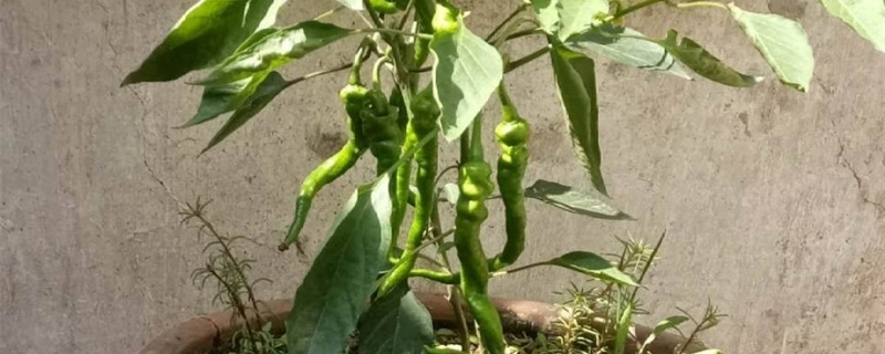 辣椒盆栽种植方法