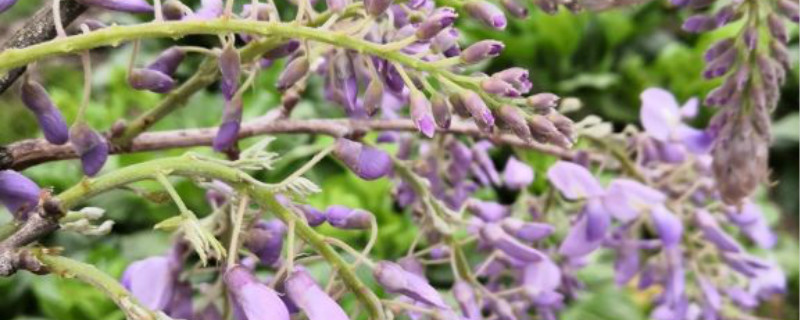 紫藤萝什么时候开花