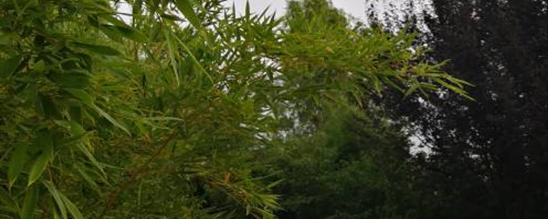 如何有效防止竹子根蔓延生长