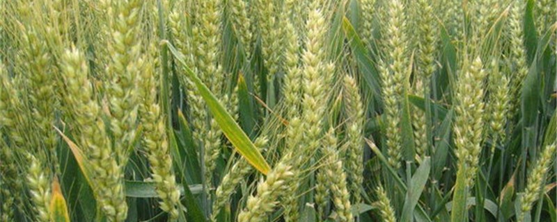 小麦生长习性