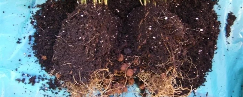 花盆土里有蚂蚁怎么处理