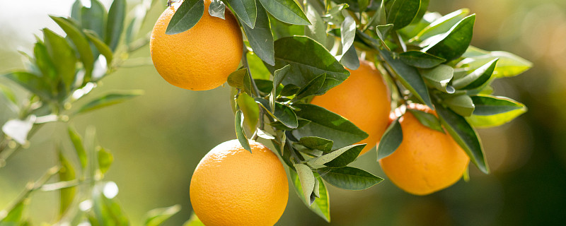 柑橘白癞病怎么防治