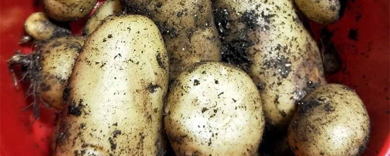 土豆什么时候挖