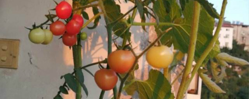 西红柿叶子能吃吗