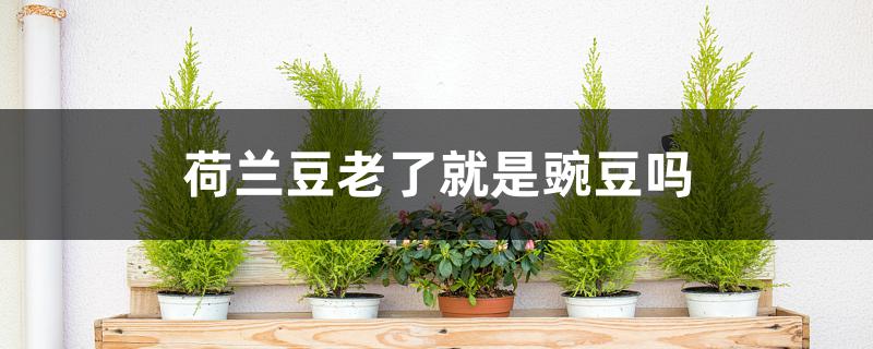 荷兰豆老了就是豌豆吗