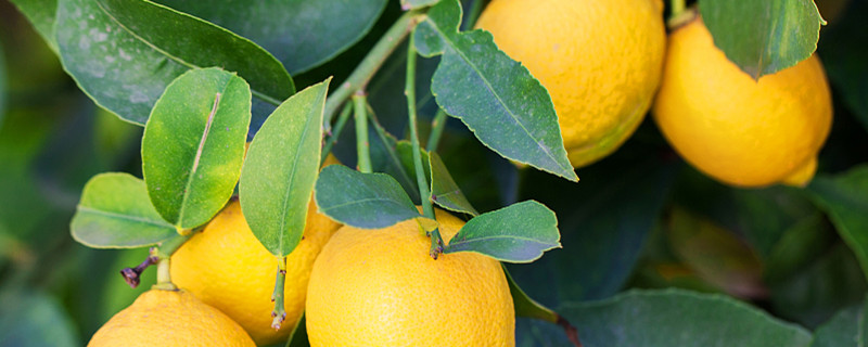 盆栽柠檬树叶发黄是什么原因