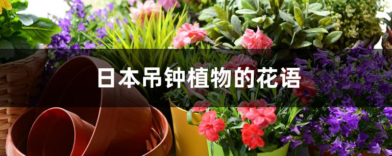 日本吊钟植物的花语