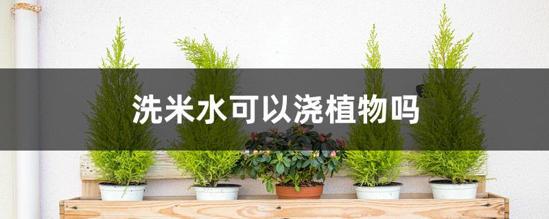 洗米水可以浇植物吗