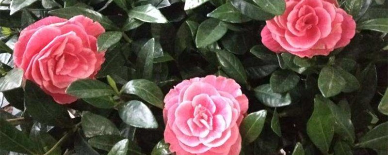 丽格海棠花的扦插方法