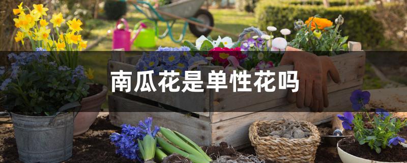 南瓜花是单性花吗