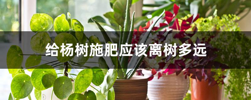 给杨树施肥应该离树多远