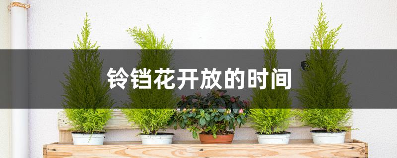 铃铛花开放的时间