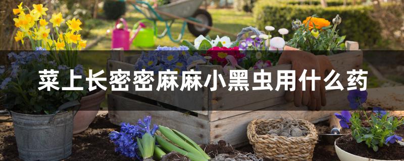 菜上长密密麻麻小黑虫用什么药