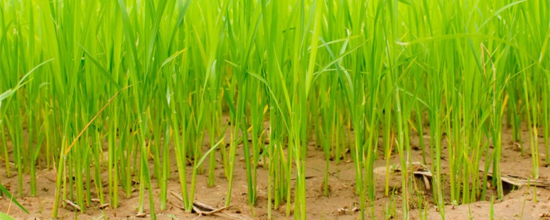 水稻怎么种在小盆里