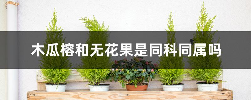 木瓜榕和无花果是同科同属吗