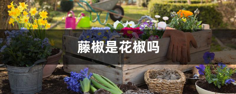 藤椒是花椒吗