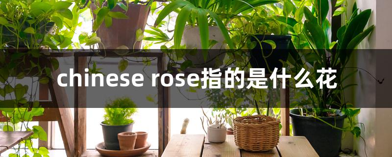 chinese rose指的是什么花