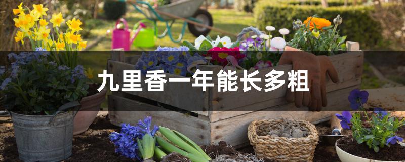 九里香一年能长多粗