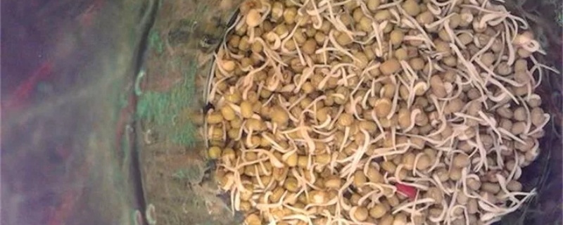 种豆芽的步骤方法