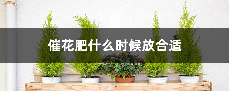 催花肥什么时候放合适