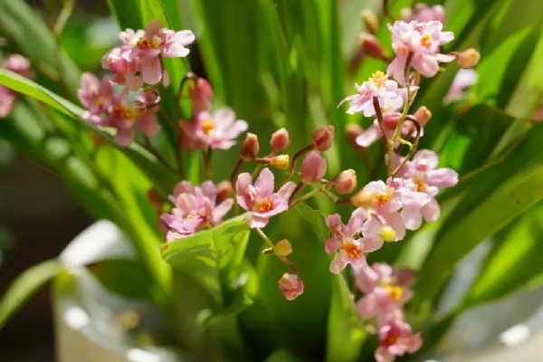 公认最好养的兰花，一次开花1000朵，满屋子兰香！
