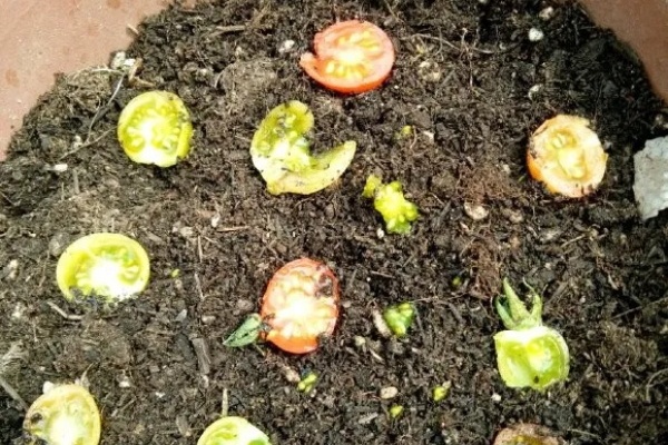 西红柿、玉米…埋土里，7天长成小森林，能结果一大筐！