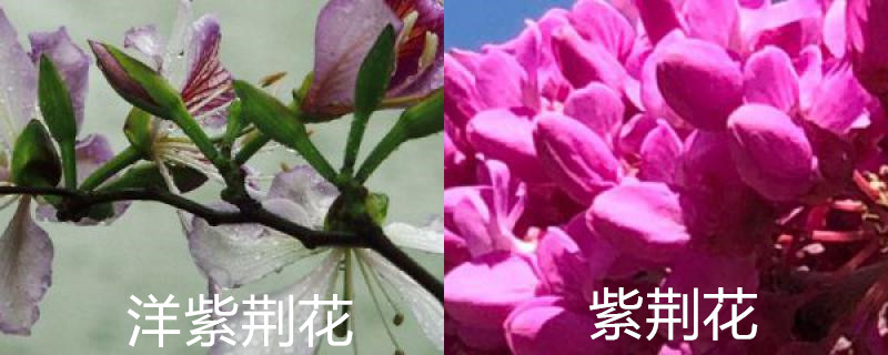 洋紫荆花与紫荆花的区别