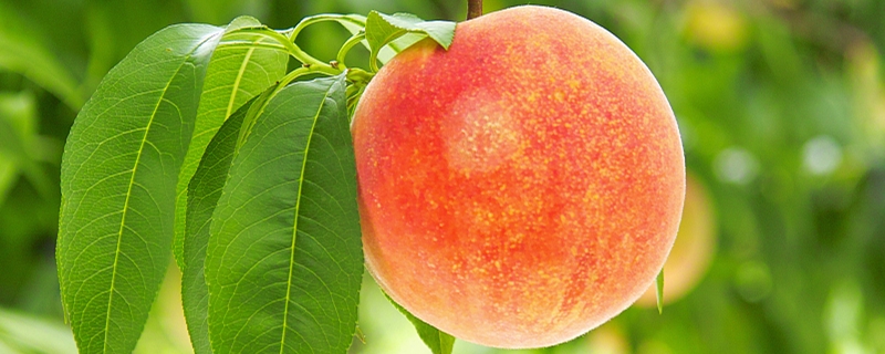 桃子树叶子起卷是什么原因