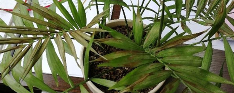 袖珍椰子扦插繁殖方法，怎样变很多株