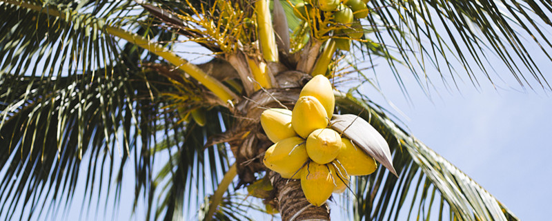 椰子树种子的传播方式，在海边有利于种子的传播吗