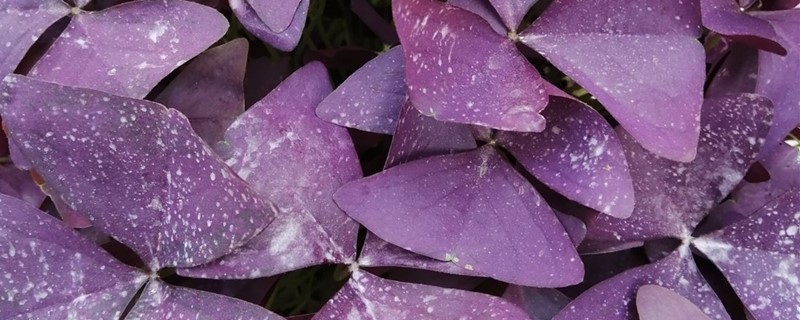 紫叶酢浆草春天怎么换盆