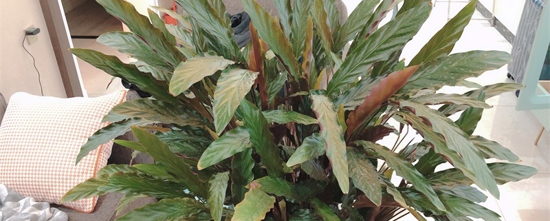 紫背竹芋怎么繁殖