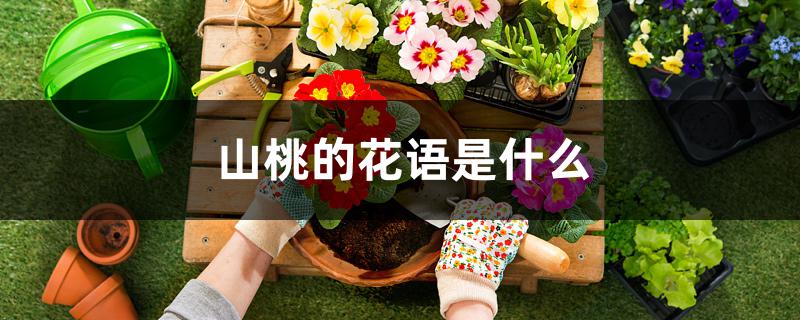 山桃的花语是什么