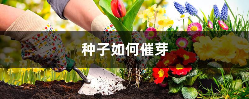 种子如何催芽