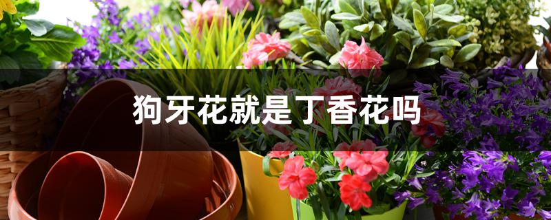 狗牙花就是丁香花吗