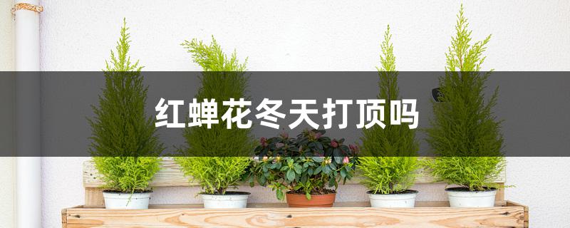 红蝉花冬天打顶吗