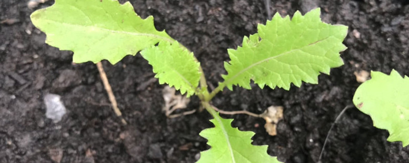 北方雪里红种植方法与时间