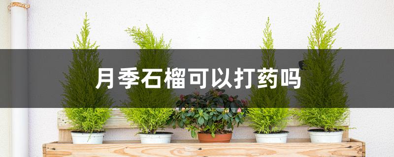 月季石榴可以打药吗