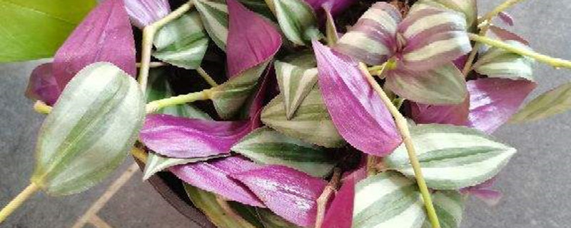 紫叶吊竹梅养殖方法