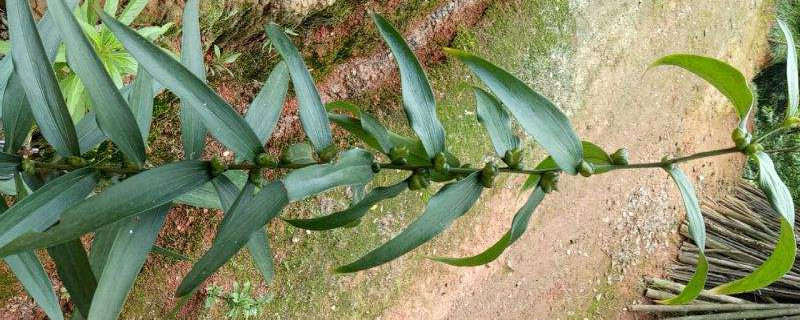 黄精种植的土壤要求和阳光要求