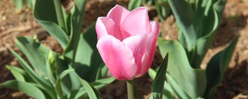 粉色郁金香花语和寓意