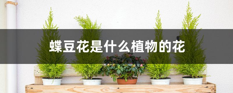 蝶豆花是什么植物的花