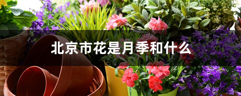 北京市花是月季和什么