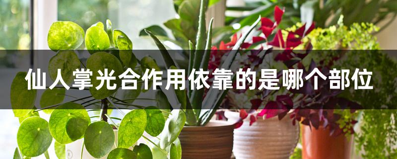 仙人掌光合作用依靠的是哪个部位 花百科